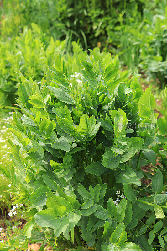 Crummock （Sium sisarum）